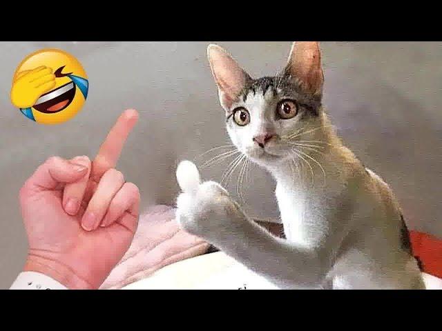  You Laugh You Lose Dogs And Cats  Funniest Animals 2024 