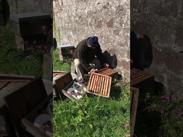 Willie Robson looking through the bees in a Spring site.