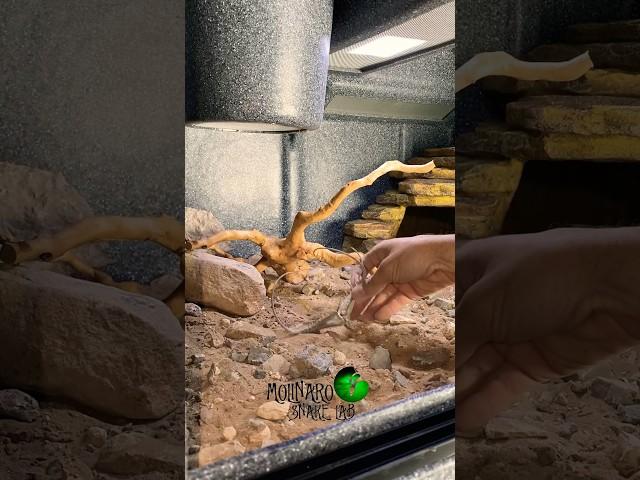 Desert Snake Enclosure Set Up! #molinarosnakelab #diy #mitchells #Crotalus #shorts #snakeenclosure