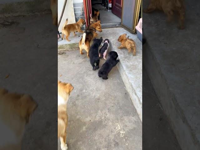 A group of puppies following a piggy is so cute and funny  