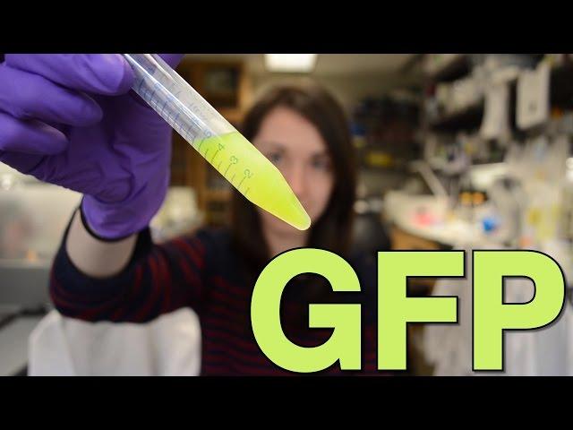 Green Fluorescent Protein | What is this Thing?!