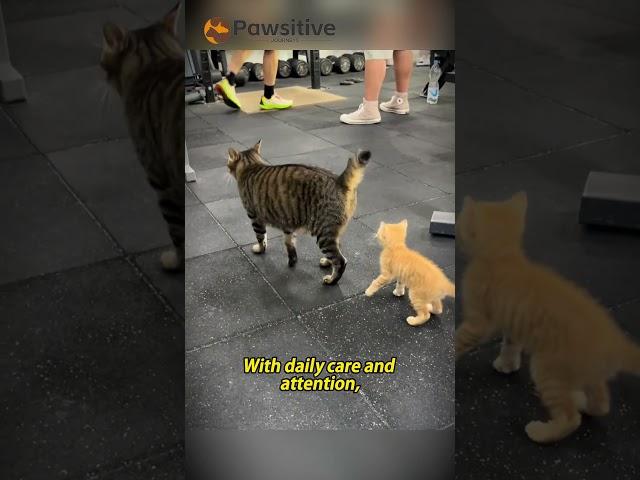 From Stray to Star: The Cat Who Runs the Gym