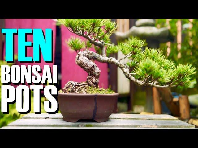 Choosing the Best Pot for Your Bonsai: Expert Tips