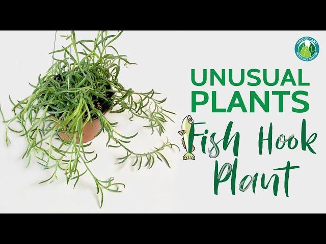 Unusual Plants You Need: The Fish Hook Plant | Houseplant Resource Center