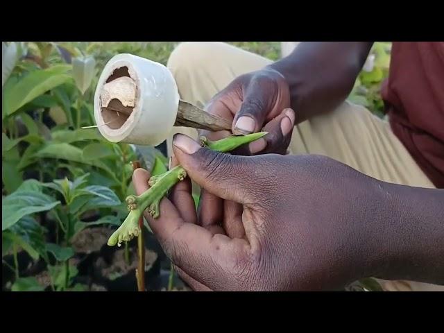 Avocado Farming Episode 1:  Nursery Management - Setting the Foundation for Healthy Avocado Trees