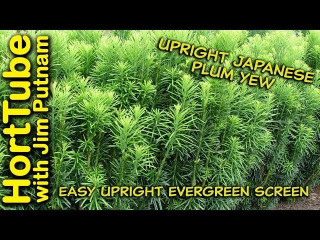 Upright Japanese Plum Yew In 2 Minutes - Narrow Screening Plant