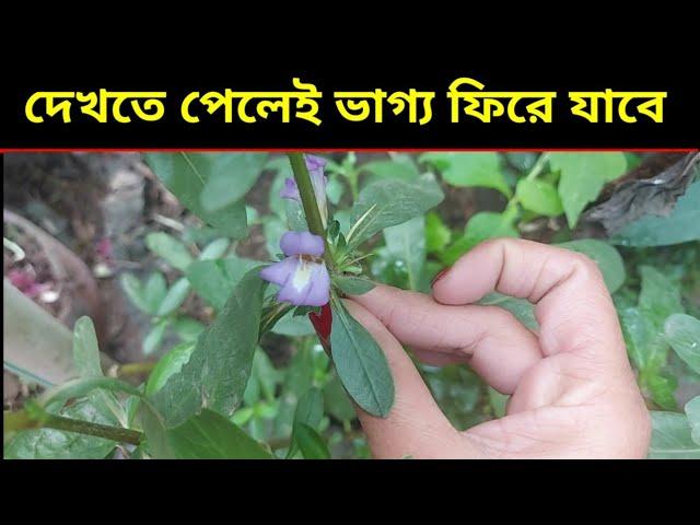 শুধু কাজটি জানতে পারলেই আপনি হয়ে যাবেন ভাগ্যবান,rag kamate kulke gacher kaj janlei vaghyoban