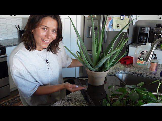 Propagate with me & plant updates! | day of houseplant care vlog