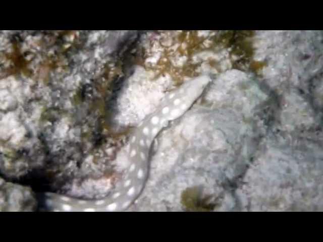 snorkeling @ cas abao, Curacao - spotted snake eel.MTS