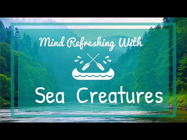 Mind Refreshing With Sea Creatures | Calm Music | Meditation | Mood Moderating |