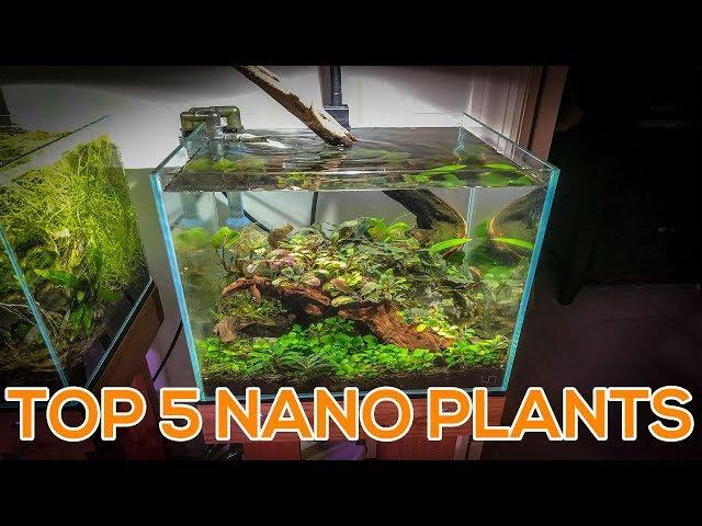 TOP 5 NANO AQUARIUM PLANTS