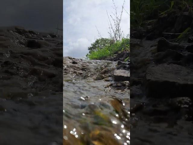 Monsoon Stream #Monsoon #Stream #Life #Grasslands #nature