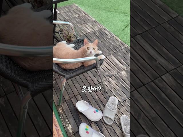 사라진 핸드폰을 고양이에게 물어보았다 개냥이 대답냥일상