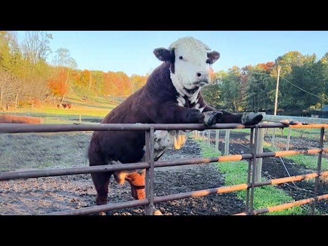 Funniest ANIMALS Videos 2025 That Will Make You Laugh To Tear 