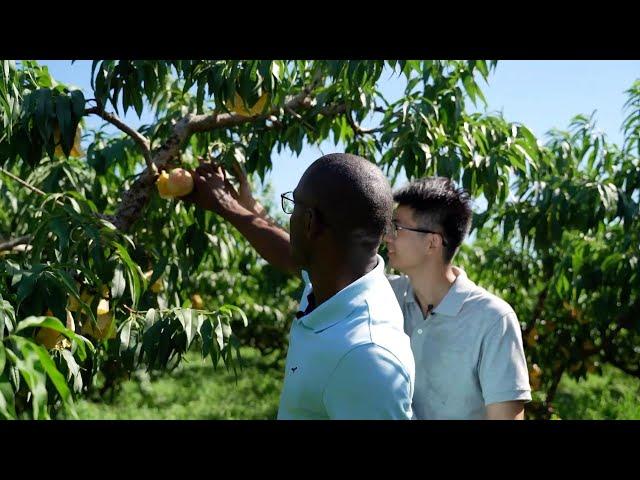 GLOBALink | Explore China's "hometown of honey peaches" with Burundian youth