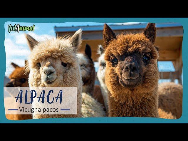 ALL ABOUT ALPACAS.