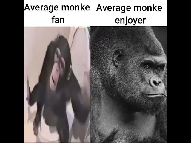 Average monke fan vs Average monke enjoyer