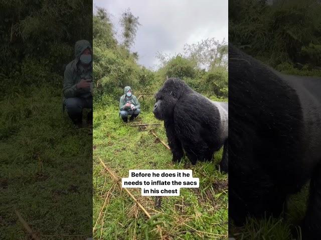 Silverback Gorilla Beating His Chest #mountaingorilla #silverbackgorilla #gorillatrekking