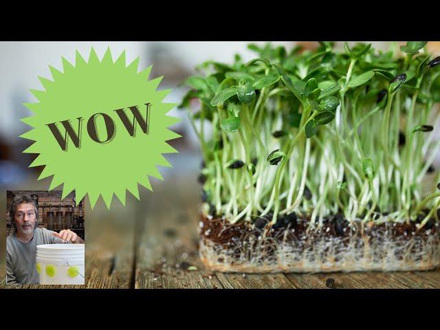 2023 Best Deal on Seeds for Microgreens and Diy Hydroponics