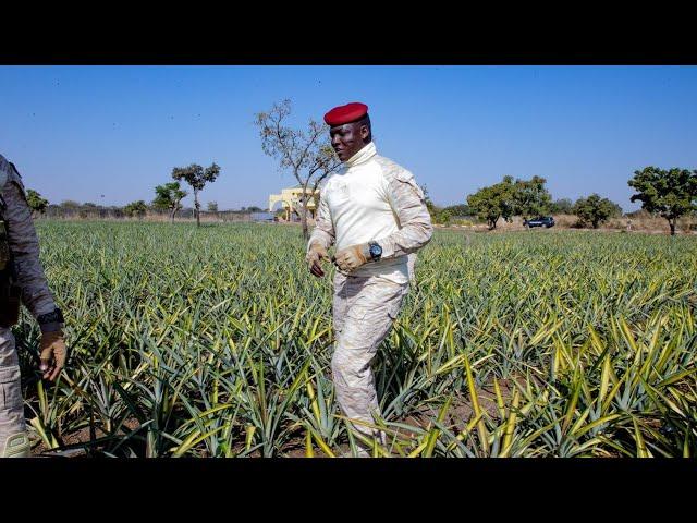 Le Capitaine Ibrahim Traoré visite un champ d'ananas