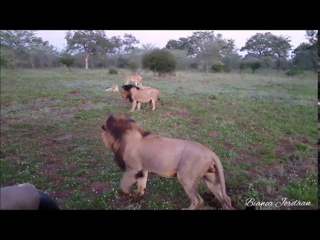 LIONS FIGHT FOR DOMINANCE IN A PRIDE