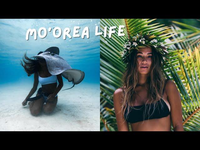 MO'OREA, FRENCH POLYNESIA | swimming with whales, how we take photos, island life