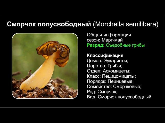 Сморчок полусвободный (Morchella semilibera)