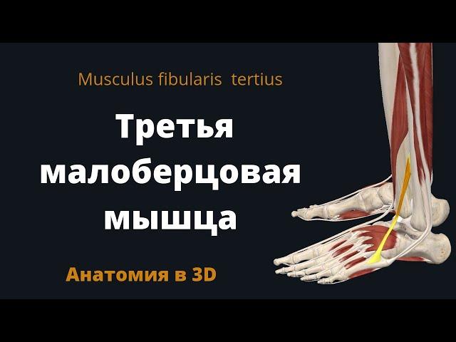 Третья малоберцовая мышца. Musculus peroneus tertius. Краткая 3-D анатомия.