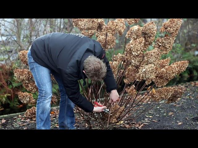 How to prune a Hydrangea paniculata