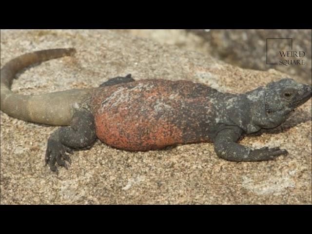 interesting facts about the chuckwalla by weird square