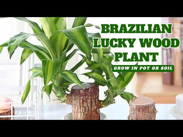 Lucky Brazil Wood Plant (Fortune Plant): Easy Care, Air Purification & Positive Energy Houseplant