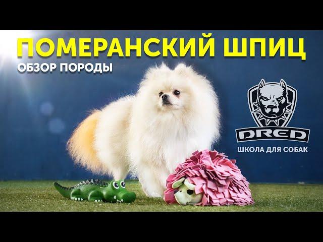 Обзор породы Померанский шпиц | Особенности породы | Стоит ли покупать | Школа для собак DRED