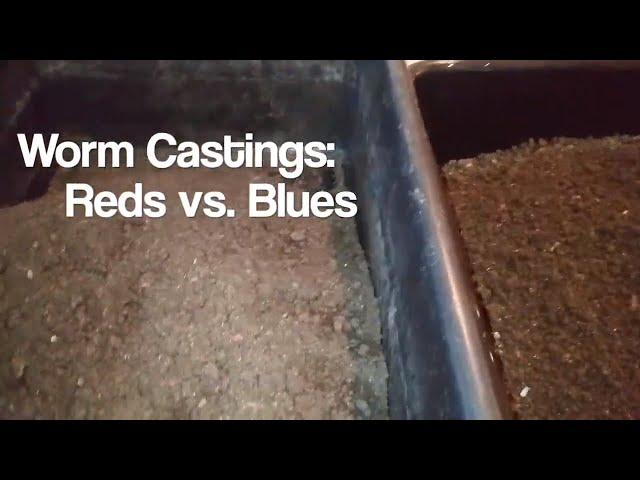 Worm Castings: Red Wigglers vs. Blue Worms - Is There A Difference in Vermicompost?