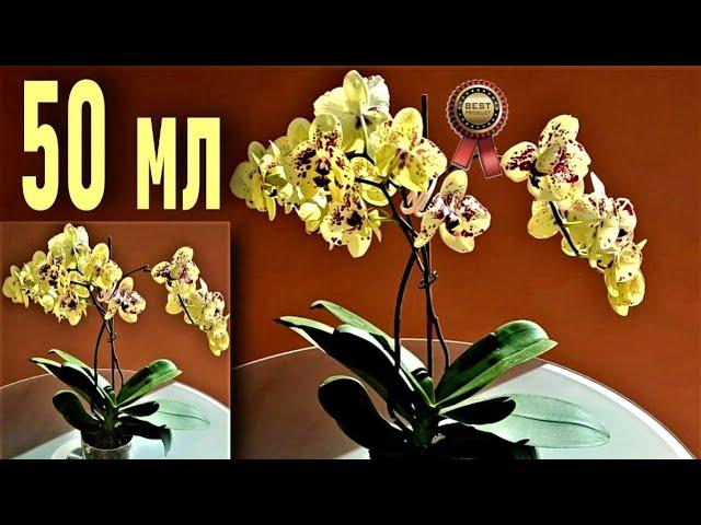 50 МЛ ЧУДО-ПЮРЕ ДЛЯ ОРХИДЕИ! 2--5 ЦВЕТОНОСОВ, ДО 50 ЦВЕТОВ И УЙМА КОРНЕЙ! РАСКОЧЕГАРЬ ОРХИДЕИ ТАК!