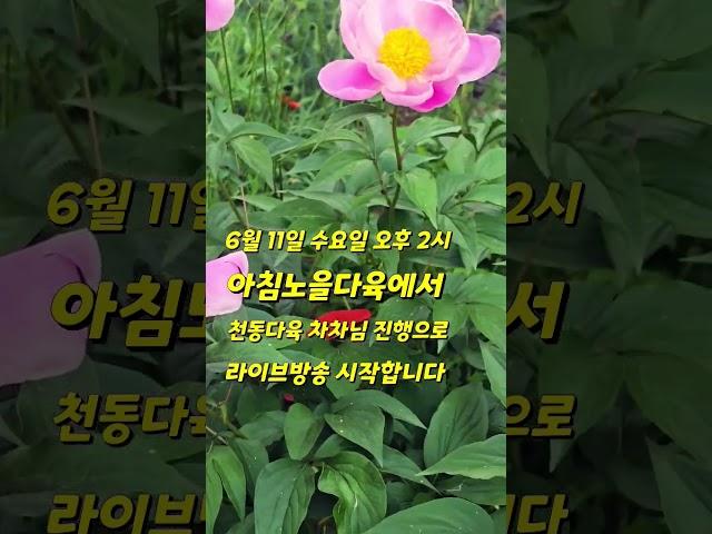 #오늘 #오후 2시 #아침노을다육에서 #천동다육 차차님 #진행으로 #라이브방송 #시작합니다 #놀러오세요 #흥타령 #박서진 #노래 #좋아요