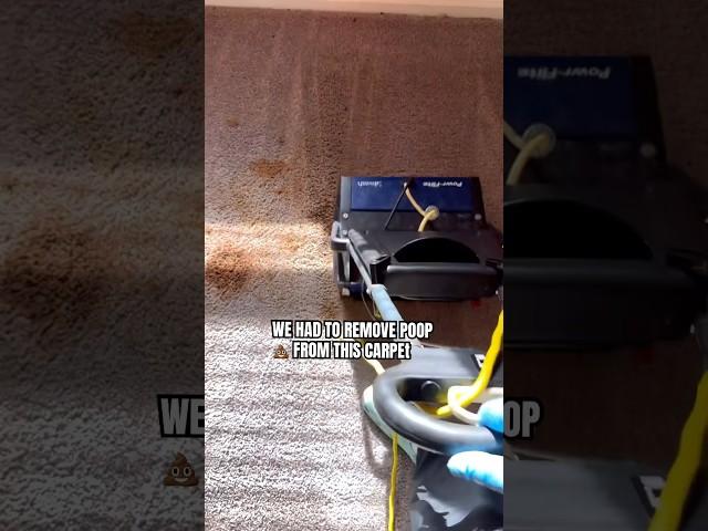  Carpet Emergency Cleanup | Main Street Carpet Cleaners  #shorts