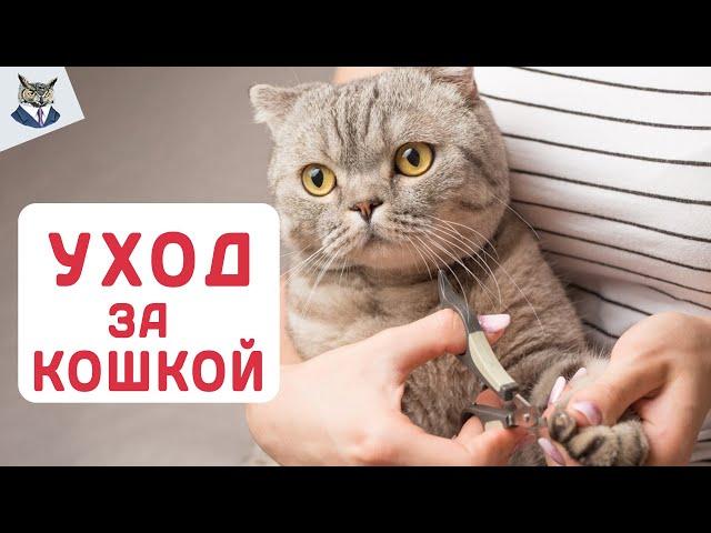 КОТЫ 2023 ! Как правильно ухаживать за кошкой в 2023 годе