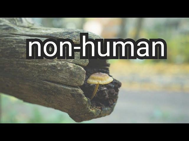 The World Without Us: A Reflection on the Non-Human