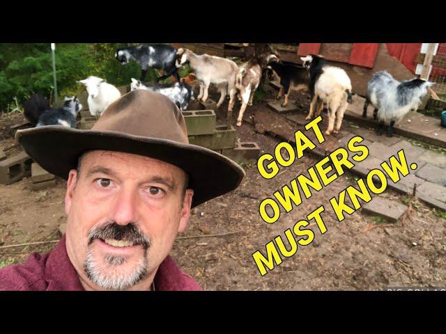 Raising goats basics: 10 things you need to understand before getting goats.