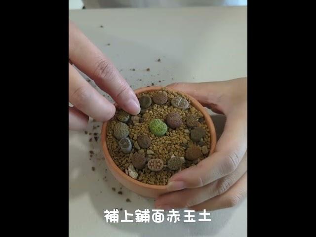 網購石頭玉磚上盆【植物界的無限寶石】圓圓胖胖豪可愛