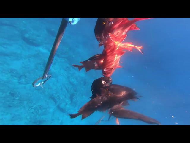 Hawaii Spearfishing 2020: 3 prong