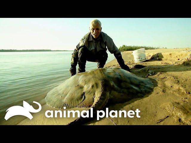 The Biggest Monsters of Season 3 | River Monsters | Animal Planet