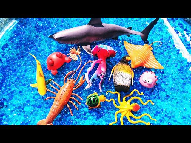 Learn Sea Animal Names & Facts: Octopus Turtle Lobster | Orbeez Waterbeads