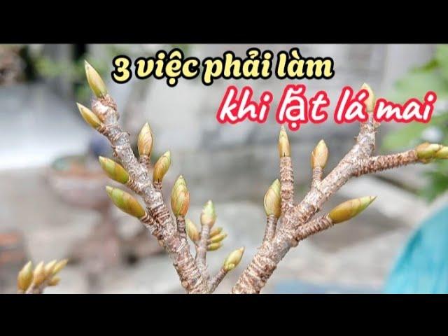 Hướng dẫn cách lặt lá mai hoa nở đúng Tết