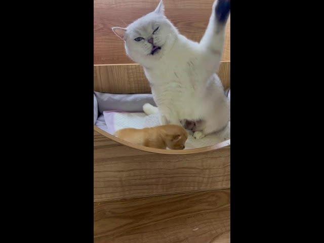 Fierce 9kg cat 90kg anti-bone!!!