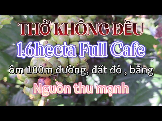 (ĐB) Thở k đều, bán nhanh 1,6ha cafe kín đất, nguồn thu mạnh , đất đỏ | Ngọc Châu Land