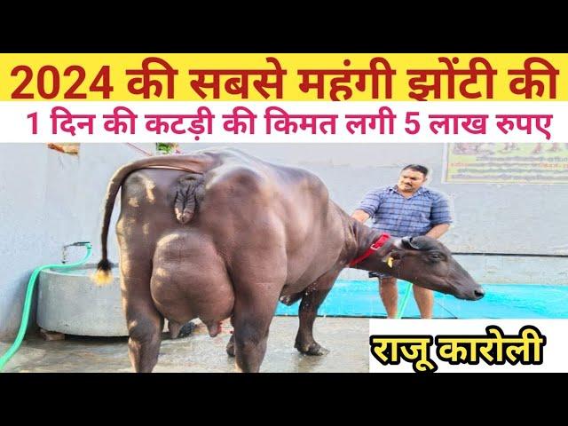 India's 2024 Top Buffalo, Raju karoli,Rudra choudhary dairy farm,Sidak dairy farming,Dairy farm,cow