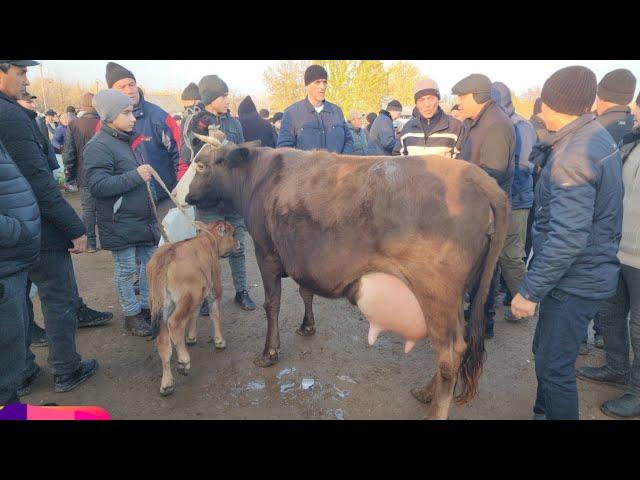 MARXAMAT MOL BOZORI BOZOR VAPSHEM ZOR BÕLDI | 24 ноября 2024 г.