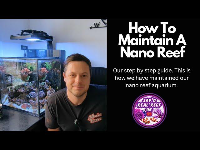 How To Maintain A Nano Reef Aquarium