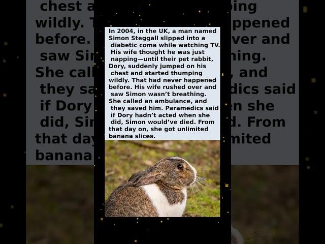 The Bunny Jumped on His Chest… and Saved His Life